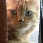 Steve 1